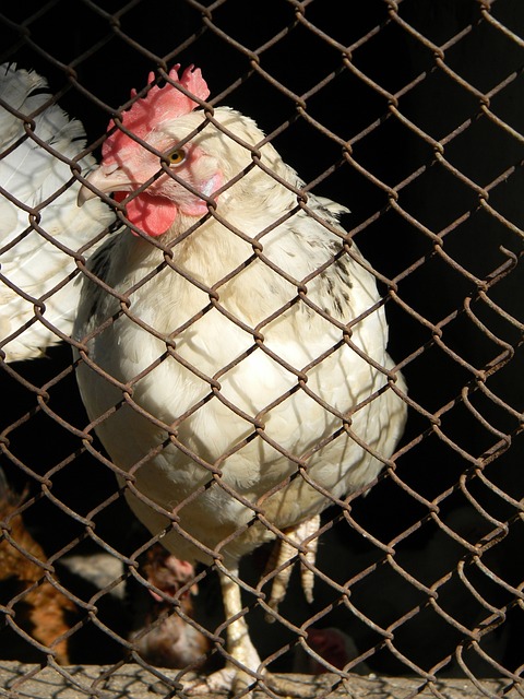 强大的对手 强大的对手